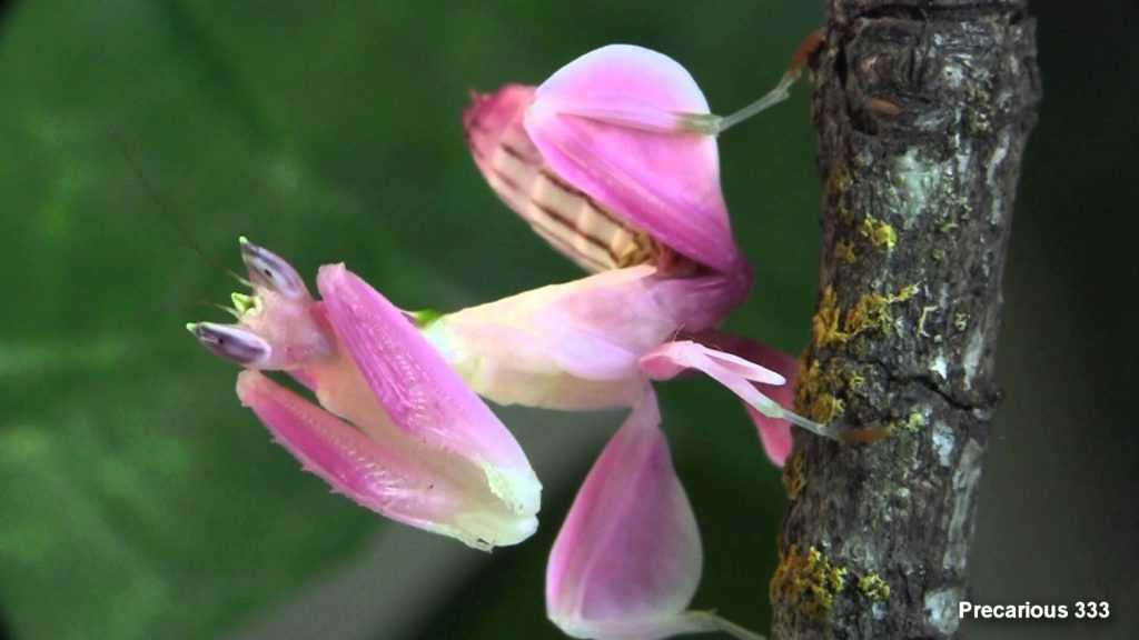 2-pink-orchid-mantis