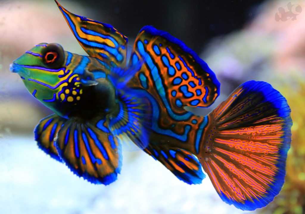3-mandarin-fish